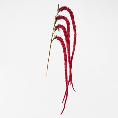 Amaranthus Stem Plum Red