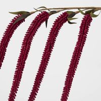 Amaranthus Stem Plum Red