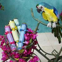 Azure Yellow Belly Parrot Large