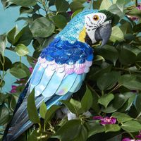 Azure Yellow Belly Parrot Large
