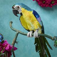 Azure Yellow Belly Parrot Large