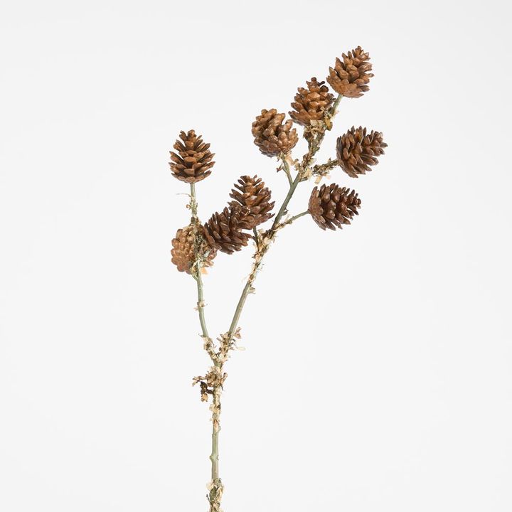 Pine Cone Stem