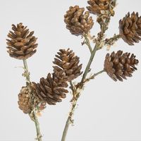 Pine Cone Stem