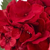 Luxe Velvet Hydrangea Stem Red