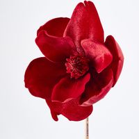 Luxe Velvet Clip On Magnolia Small Red