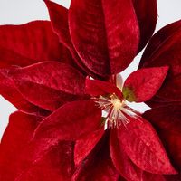 Luxe Velvet Poinsettia Clip on w. Light Up Stamen Red