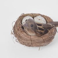 Springtime Nest Pack of 6