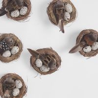 Springtime Nest Pack of 6