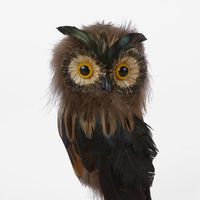 Vixen Owl Small