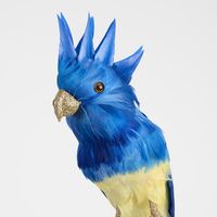 Jacques Crested Blue Bird