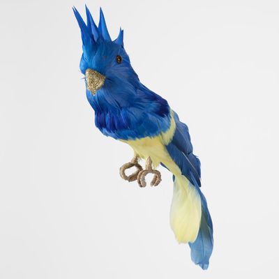 Jacques Crested Blue Bird