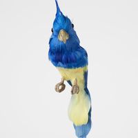 Jacques Crested Blue Bird