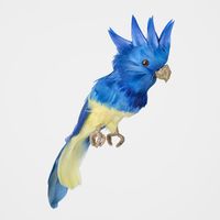 Jacques Crested Blue Bird