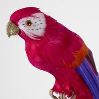 Arnou Fuchsia Parrot