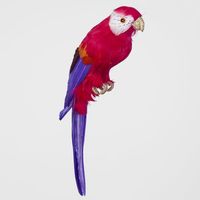 Arnou Fuchsia Parrot