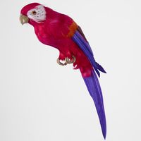 Arnou Fuchsia Parrot