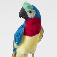 Marron Blue Parrot