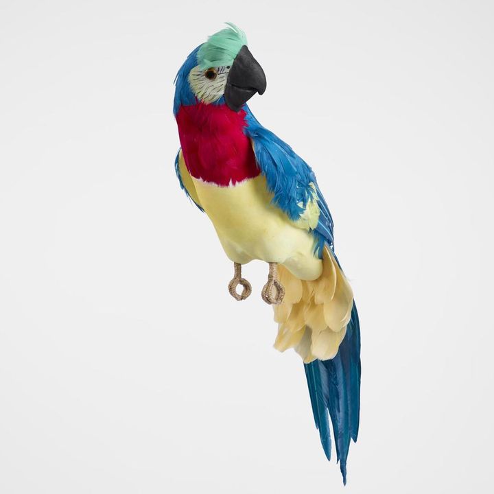 Marron Blue Parrot