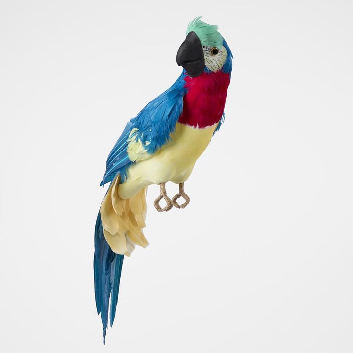 Marron Blue Parrot