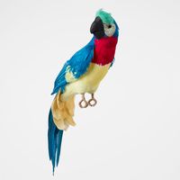 Marron Blue Parrot