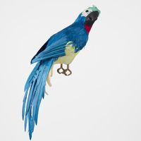 Marron Blue Parrot