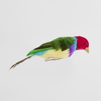 Red Headed Finch