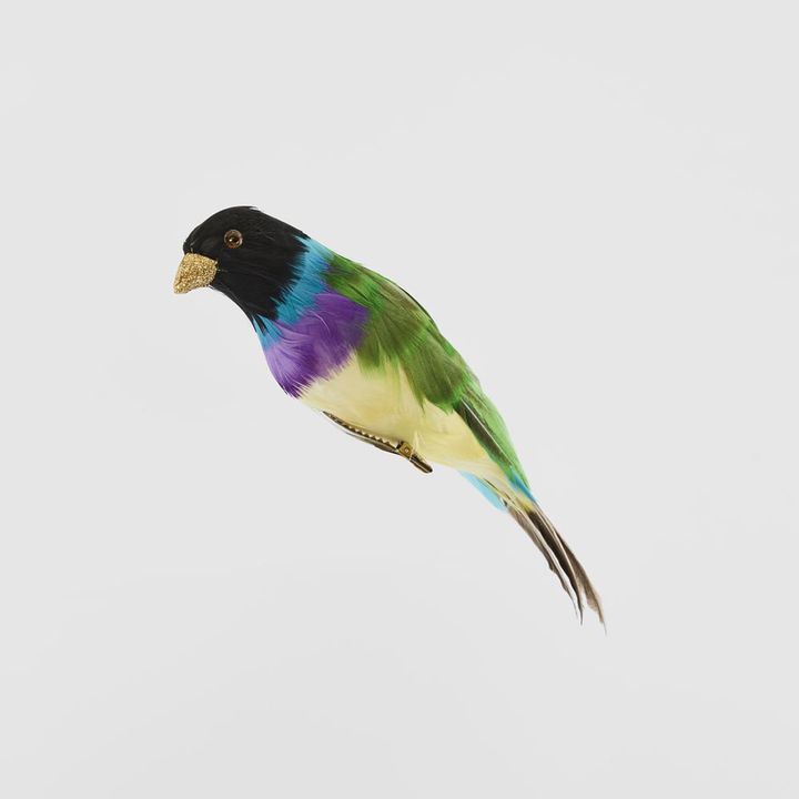 Black Headed Finch