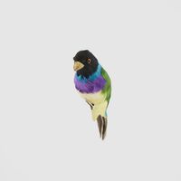 Black Headed Finch