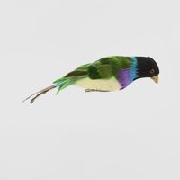 Black Headed Finch