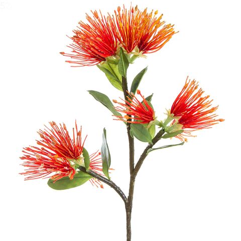 Protea Leucospermum 52cm Red