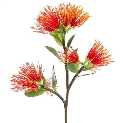 Protea Leucospermum 52cm Red