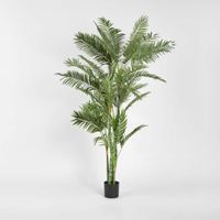 Parlour Palm Twisted Trunk 1.8m