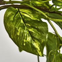 Hanging Pothos Plant