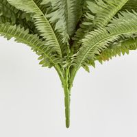 Boston Fern Bush x 5 67Lvs