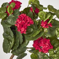 Red Hanging Geranium Bush x 9
