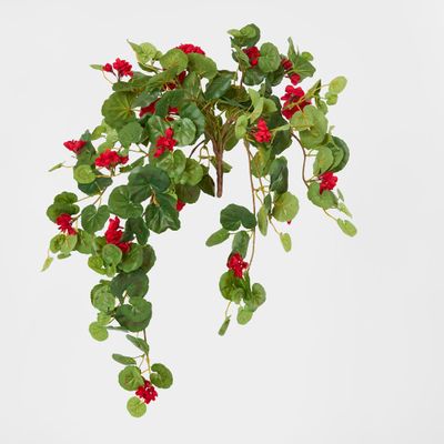 Red Hanging Geranium Bush x 9