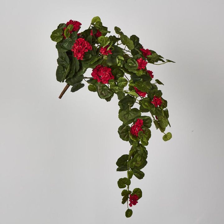 Red Hanging Geranium Bush x 9