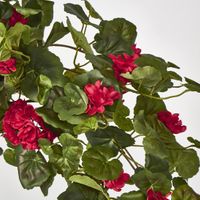 Red Hanging Geranium Bush x 9