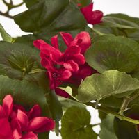 Red Hanging Geranium Bush x 9