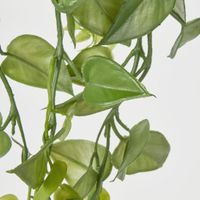 101cm Hanging Green Philo