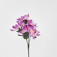 Waterlily Bush Asstd Box of 60