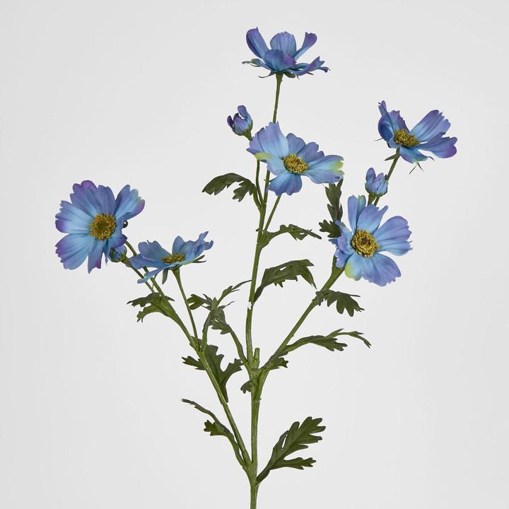 Cosmos Spray 85cm Blue