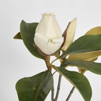 Magnolia Bud 60cm White