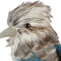 Kookaburra Medium