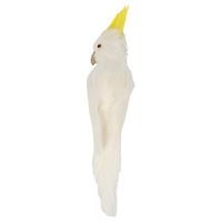 Bert the Cockatoo