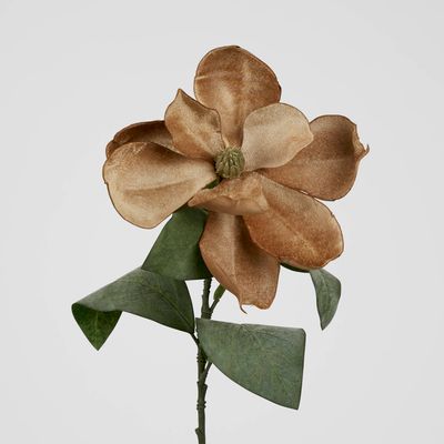 Grandiflora Velvet Magnolia Stem Brown