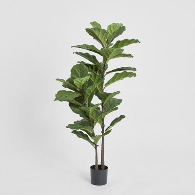 Fiddle Leaf Tree 1.13m