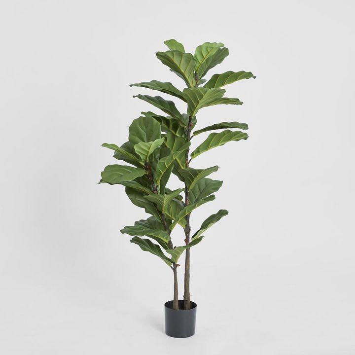 Fiddle Leaf Tree 1.13m