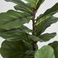 Fiddle Leaf Tree 1.13m