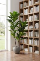 Fiddle Leaf Tree 1.13m